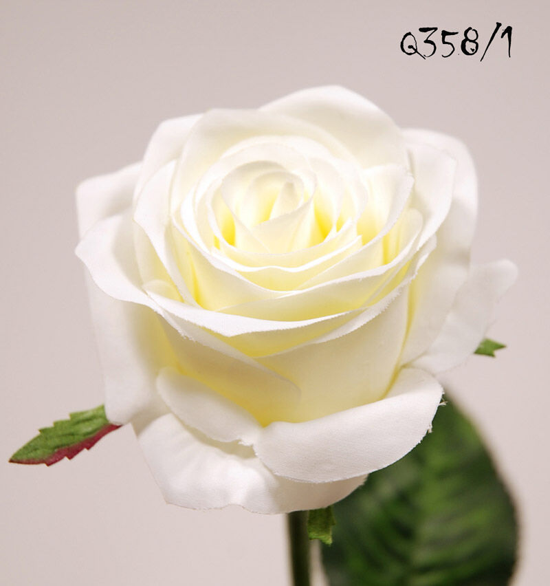 Rosa X1 Crema 57Cm(8Cm)