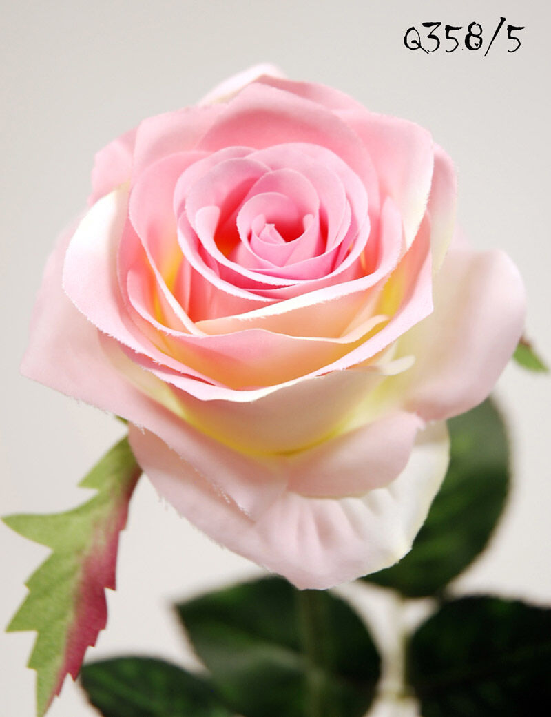 Rosa X1 Rosa 57Cm(8Cm)