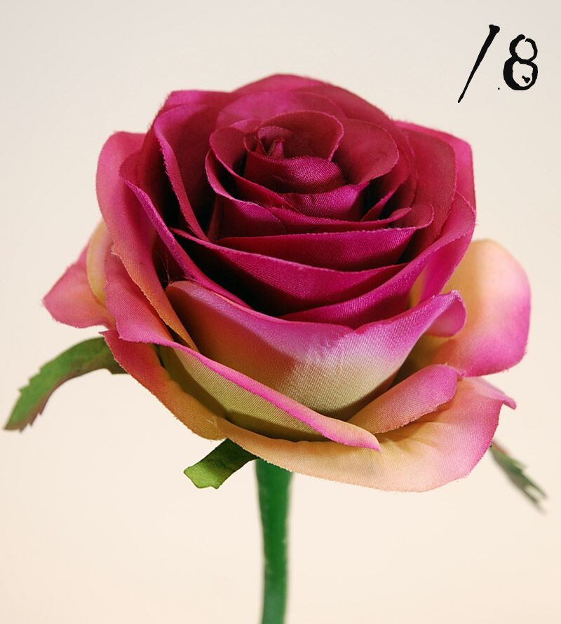 Rosa X1 Fushia Suv.57Cm(8Cm)