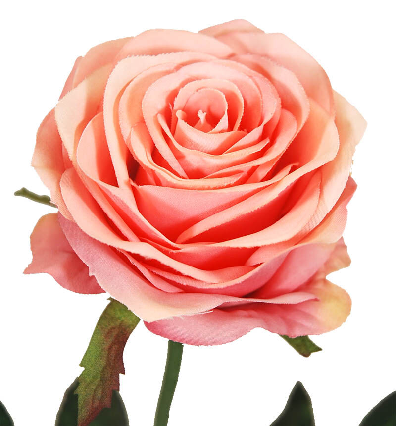 Rosa X1 Cereza 57Cm(8Cm)