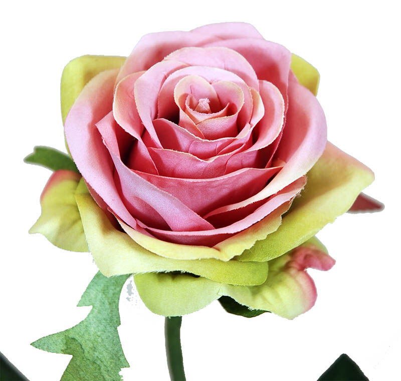 Rosa X1 Lila/Verde 57Cm(8Cm)