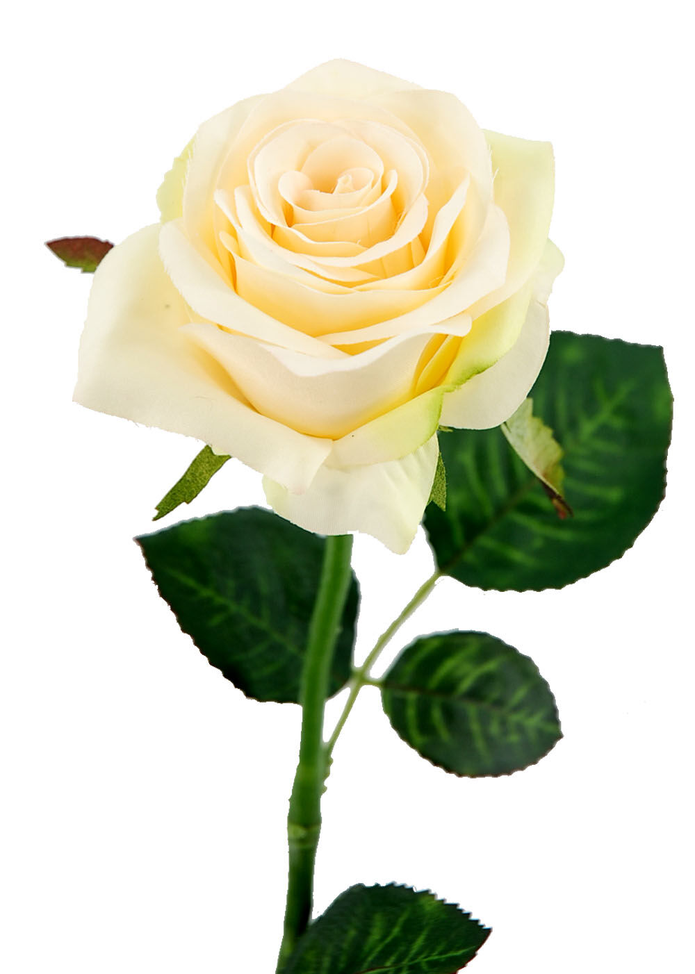 Rosa X1 Beige 57Cm(8Cm)