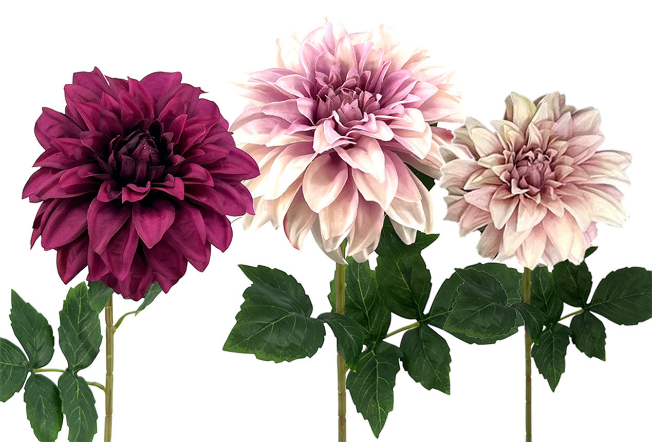 R.Dalia X1 Poliest. Fucsh.Comb, 72Cm(16Cm)