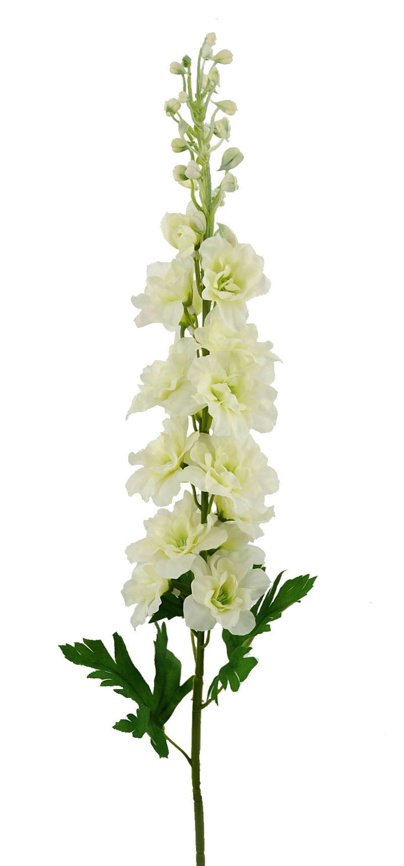 R.Delphinium X1 Crema 77Cm(40)