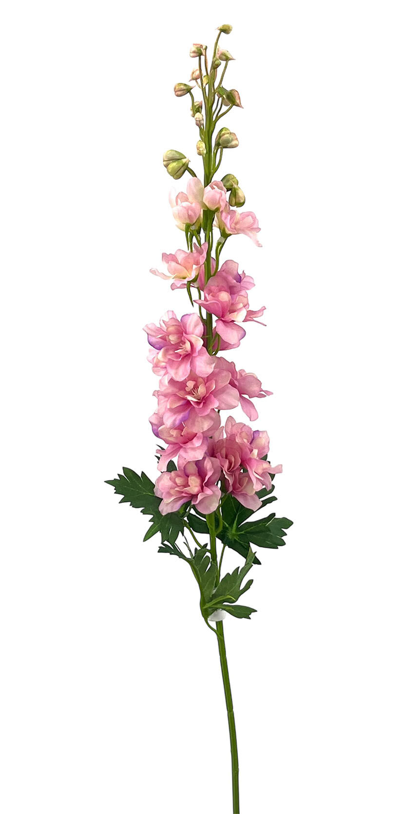 R.Delphinium X1 Rosa , 77Cm(40Cm)