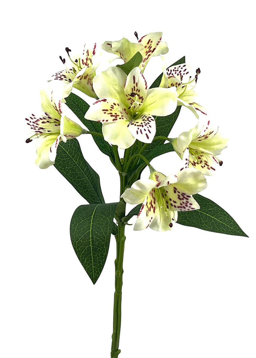 Astromelia X7 Saten Crema, 75Cm