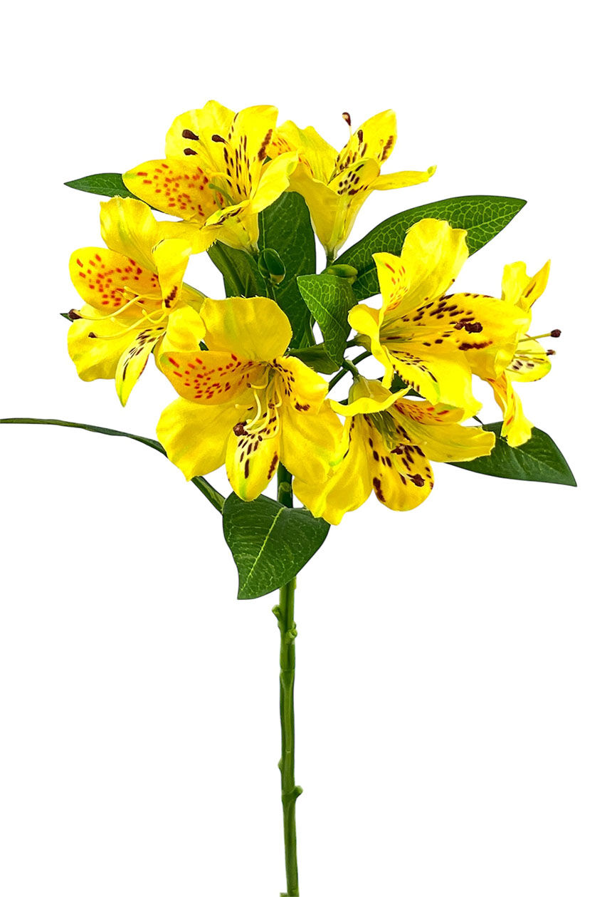 Astromelia X7 Saten Amarillo, 75Cm