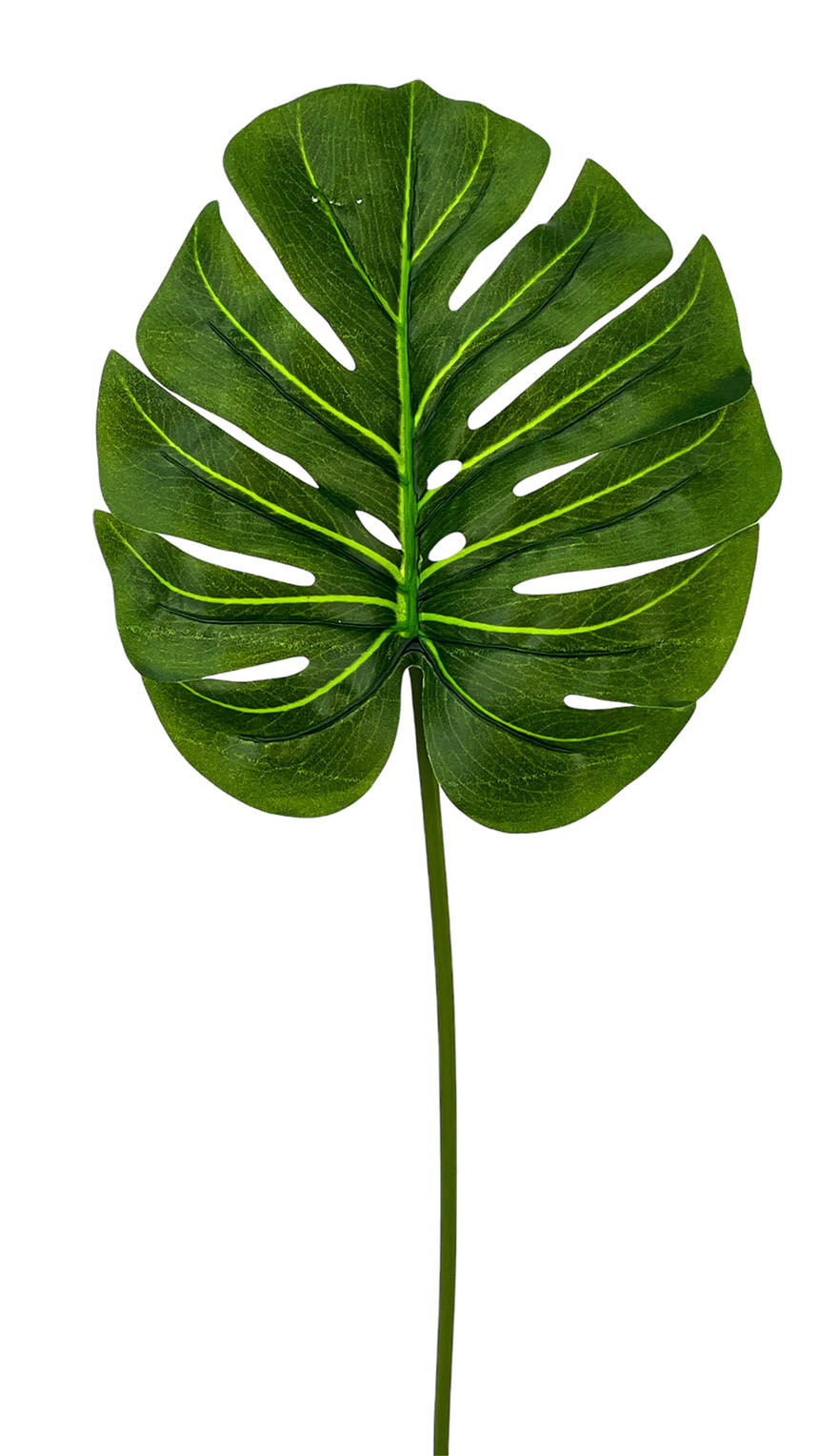 H.Monstera Tact.Nat Verde Osc.50Cm(20Cm)