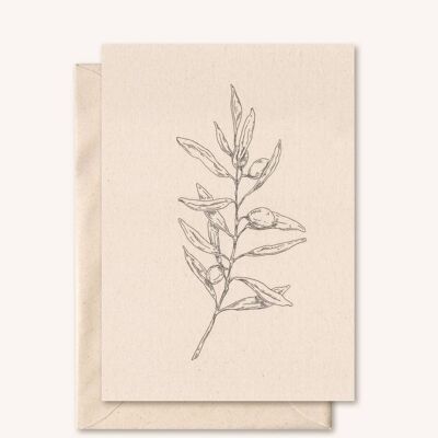 Tarjeta + sobre sostenible | Rama de olivo | flor de saúco