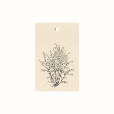 Sustainable gift card hazelnut tree