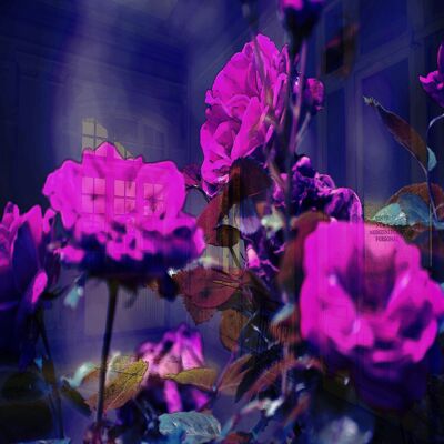 4 Roses - Plexiglas, 100 cm x 70 cm