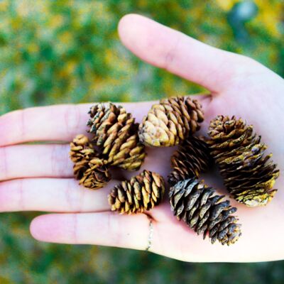 Pine Cones, Well at Home