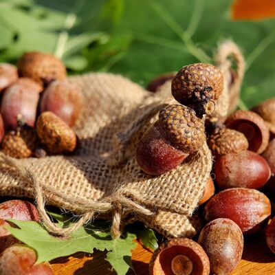 Acorns, Well at Home