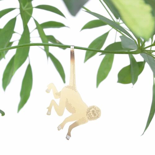 Plant Animal Spider Monkey