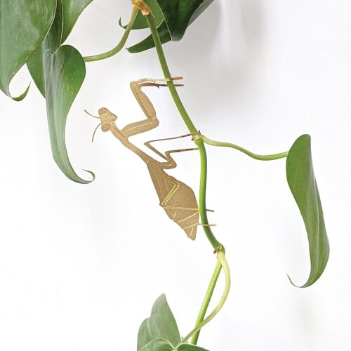 Plant Animal Praying Mantis