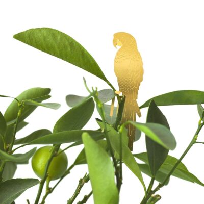 Plant Animal Parrot Brass