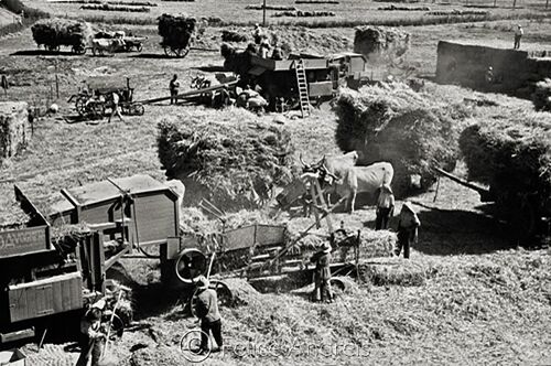 Trebbia a fermo  San Donato, GR  1935