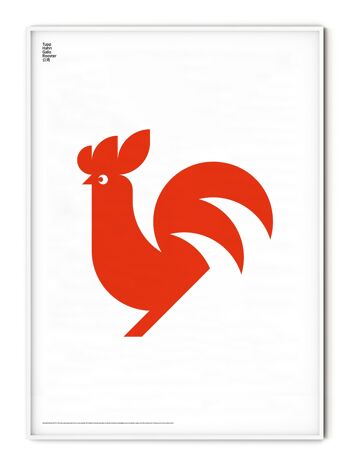 Affiche Coq Animal - 50x70 cm