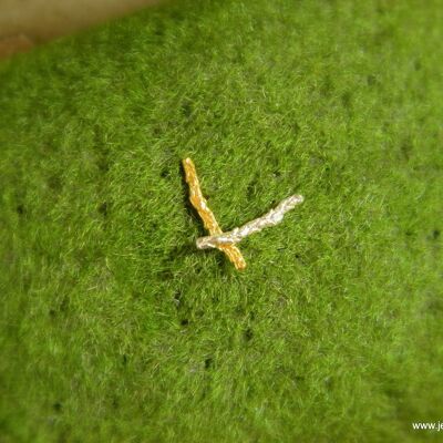 Boucles d'oreilles dépareillées de genévrier sur branc de cyprès en argent sterling