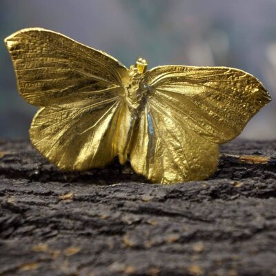 Spilla con vera farfalla in oro su argento sterling. La farfalla