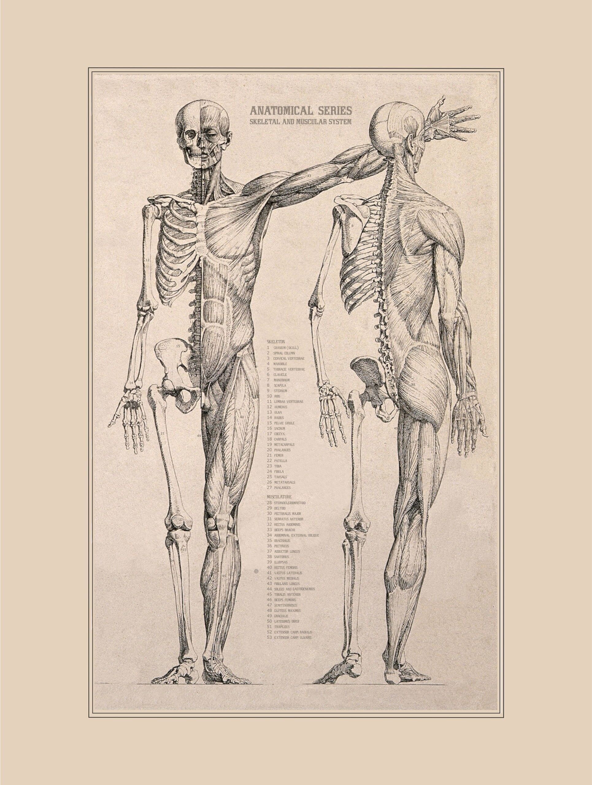 Vintage Poster Anatomie - 30x40 cm - 30x40 cm