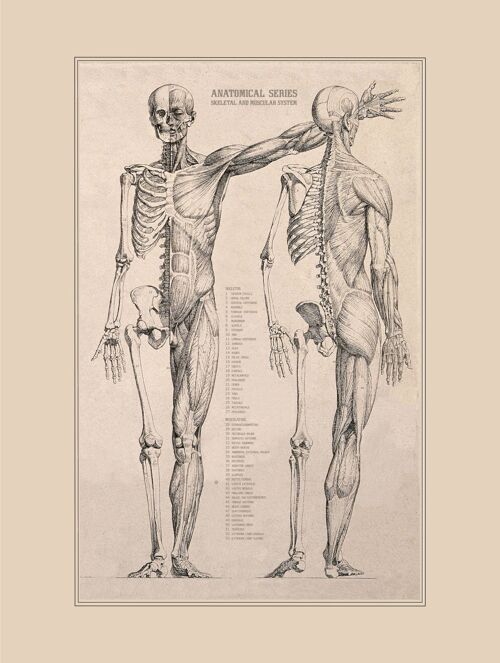 Vintage Poster Anatomie- 30x40 cm - 30x40 cm