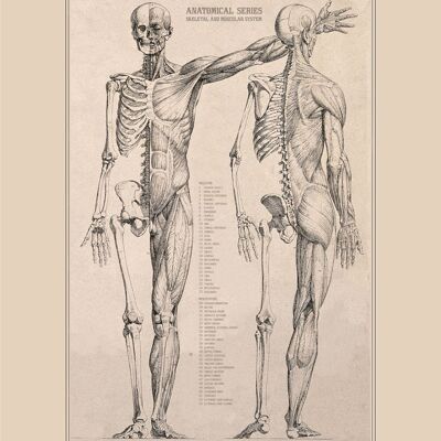 Vintage Poster Anatomie- 30x40 cm - 30x40 cm