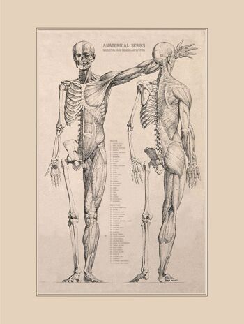 Affiche Vintage Anatomie - 30x40 cm - 30x40 cm 1