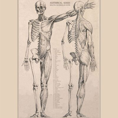 Affiche Vintage Anatomie - 30x40 cm - 30x40 cm