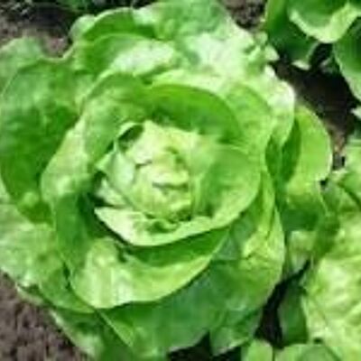 Irish Organic Butterhead Lettuce