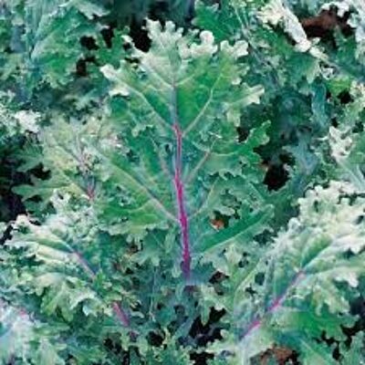 Irish Organic Red Russian Kale 250g