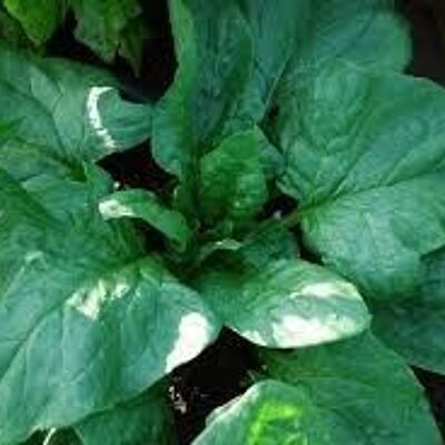 Irish Organic Spinach 300g