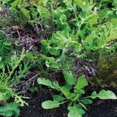 Irish Organic Mixed Salad Leafs 100g