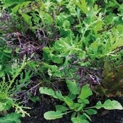Irish Organic Mixed Salad Leafs 100g