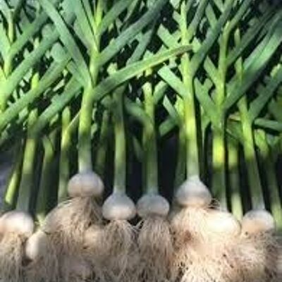 Irish Organic Garlic Bunch