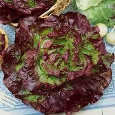 Irish Organic Red Lettuce
