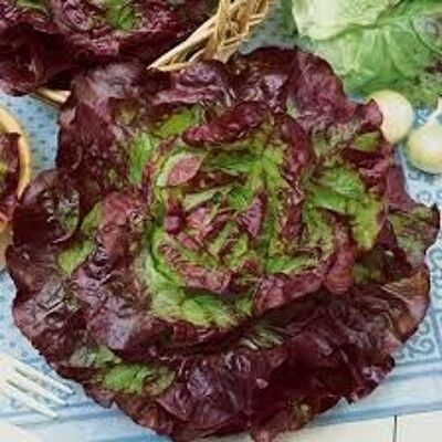 Irish Organic Red Lettuce