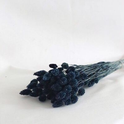 Strauß getrockneter Blumen Phalaris blau