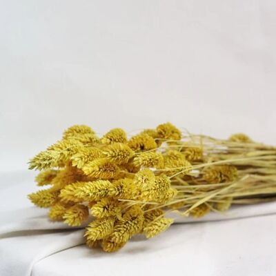 Bunch of dried flowers - yellow phalaris