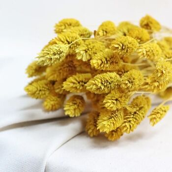 Botte de fleurs séchées - phalaris jaune 2