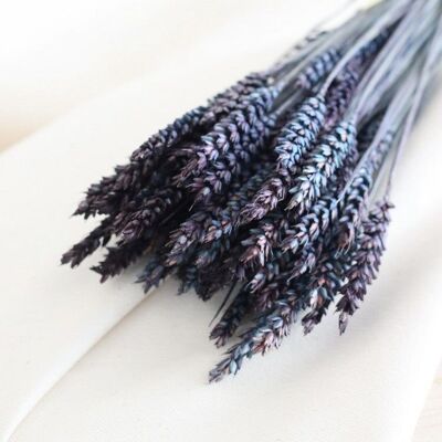 Bunch of dried flowers Blue wheat