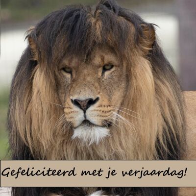 Gefeliciteerd leeuw