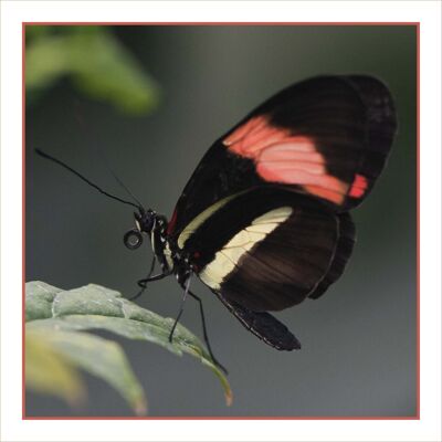 Blanco kaart vlinder 2