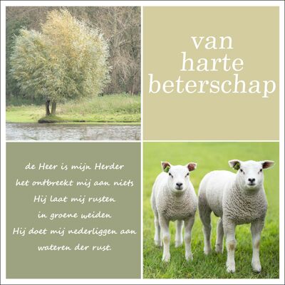 Beterschap lammetjes