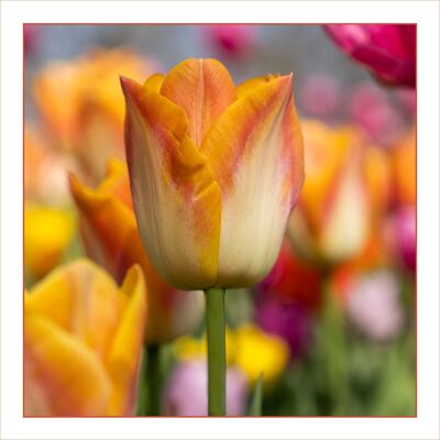 Blanco kaart oranje tulp