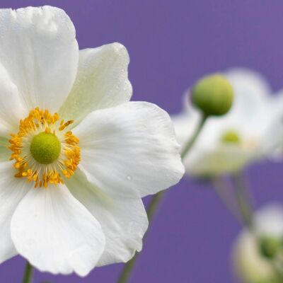 Blanco kaart witte bloem met paarse achtergrond