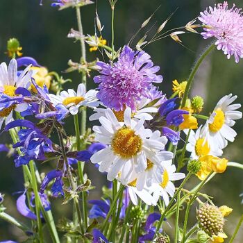 Souhaits fantaisistes de fleurs sauvages - Cadeau écologique cultivable en papier de graines 5