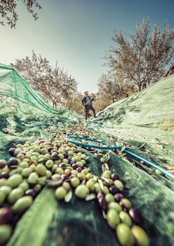 PROMO -10% - VRAC Olives vertes Bio 5kg 5