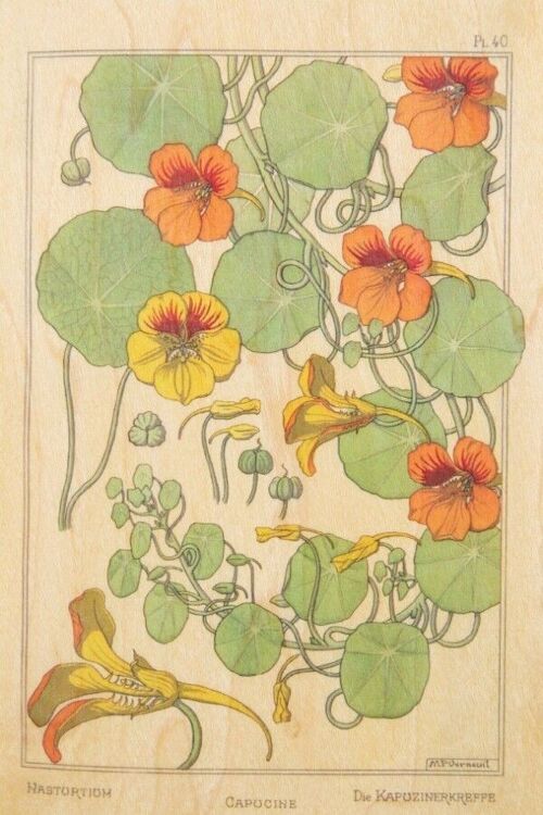Carte postale en bois - bnf fleurs capucine