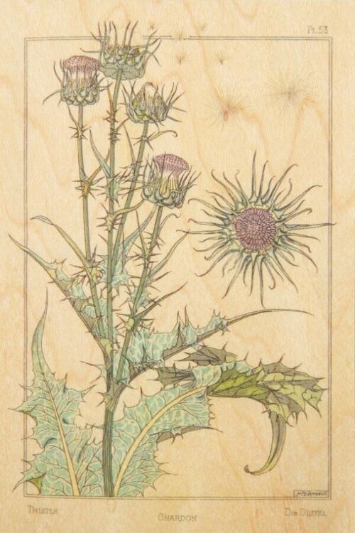 Carte postale en bois - bnf fleurs chardon bis